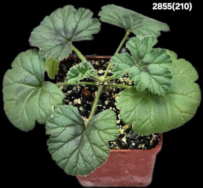 Pelargonium mollicomum (7x7)-2855(210)
