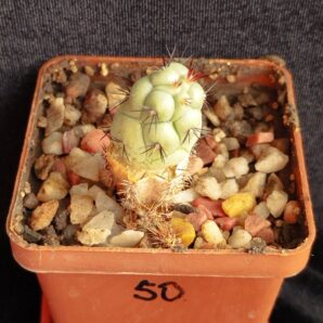 Ortegocactus macdougalii