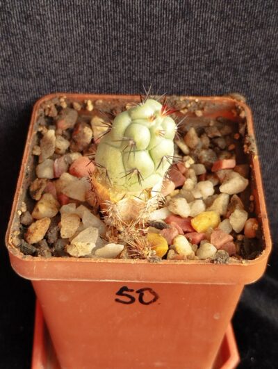 Ortegocactus macdougalii
