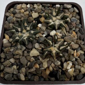 Ariocarpus kotschoubeyanus v. macdowellii, Est. Camacho, Zac