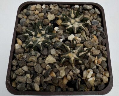Ariocarpus kotschoubeyanus v. macdowellii, Est. Camacho, Zac