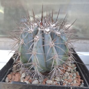 Melocactus azureus | 69