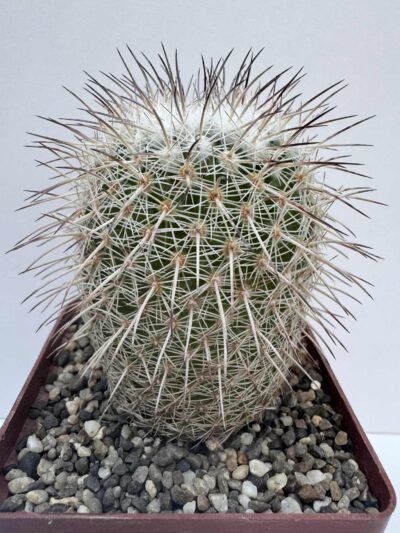 Coryphantha werdermannii, El Hundido, Coah - Зображення 2