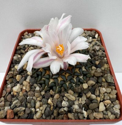 MG.30.8. Ariocarpus kotschoubeyanus v. albiflorus - Зображення 2