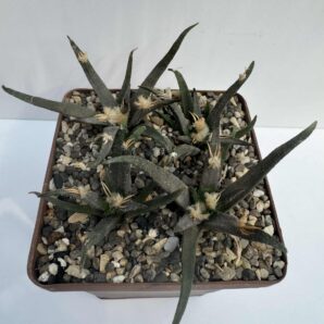 Ariocarpus agavoides v. sanluisensis, Los Ancheles, Jaujal, SLP