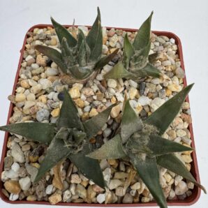 Ariocarpus trigonus v. horacekii, Jaumave, Balneario, Tam.
