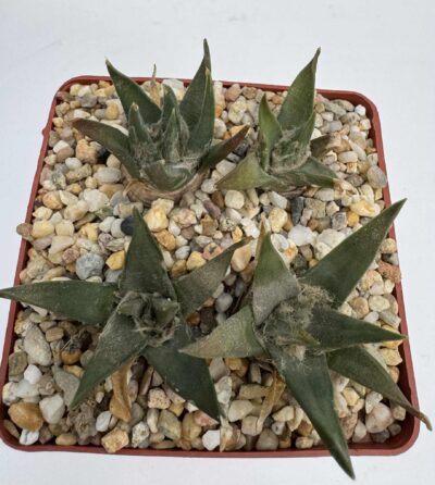 Ariocarpus trigonus v. horacekii, Jaumave, Balneario, Tam.