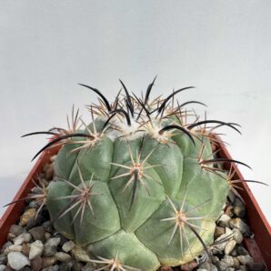 Coryphantha longicornis, Ruta MEX 30, Dur.