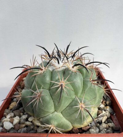 Coryphantha longicornis, Ruta MEX 30, Dur.