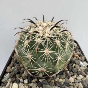 Coryphantha Kracikii, Buen Dia, Dur
