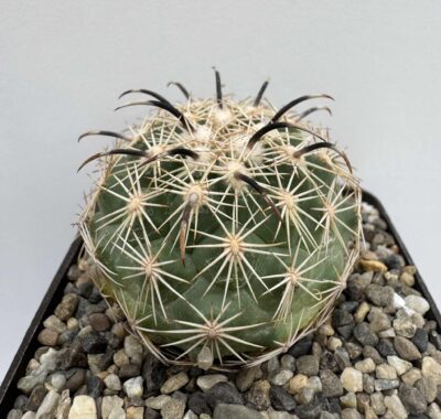 Coryphantha Kracikii, Buen Dia, Dur