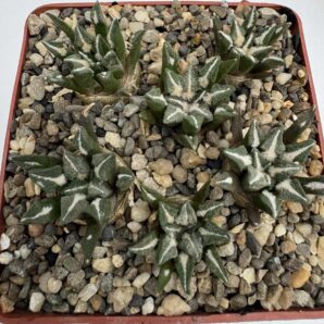 Ariocarpus kotschoubeyanus v. elephantidens, Bella Vista del Rio, Qro.