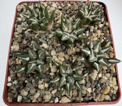 Ariocarpus kotschoubeyanus v. elephantidens, Bella Vista del Rio, Qro.