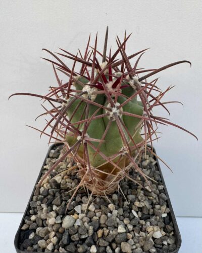 Ferocactus fordii v. grandiflorus, Sierra Santa Clara, BCS