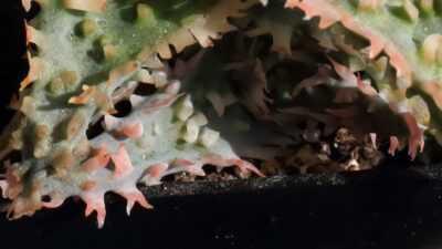 Aloe - Зображення 2