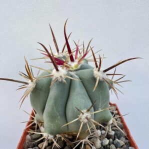 Ferocactus peninsulae v. townsendianus, Cabo San Lucas, BCS