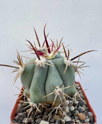 Ferocactus peninsulae v. townsendianus, Cabo San Lucas, BCS