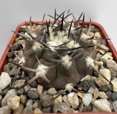 MG.479.7. Gymnocalycium piltziorum P38 - Зображення 2