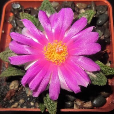 ariocarpus-fissuratus-rus346-ocampo-coahuila - Зображення 2