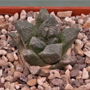 ariocarpus-fissuratus-rus346-ocampo-coahuila