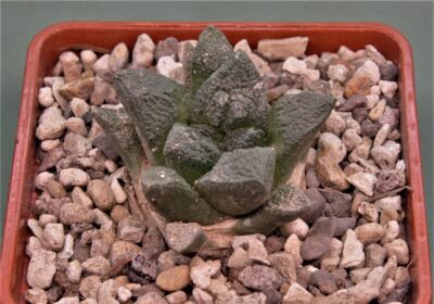 ariocarpus-fissuratus-rus346-ocampo-coahuila