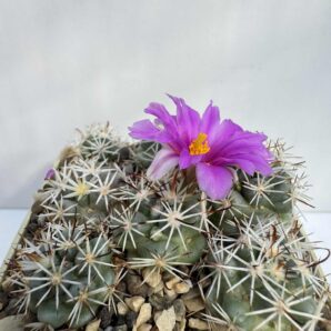 Mammillaria (Bartschella) globosa, San Jose del Cabo, BCS
