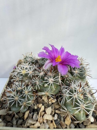 Mammillaria (Bartschella) globosa, San Jose del Cabo, BCS