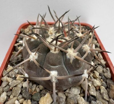 MG.479.7. Gymnocalycium piltziorum P38 - Зображення 3