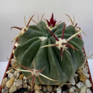 Ferocactus latispinus, El Pedernal, SLP