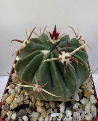 Ferocactus latispinus, El Pedernal, SLP