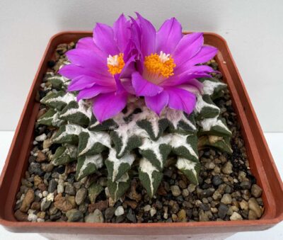 Ariocarpus kotschoubeyanus v. elephantidens - Зображення 2