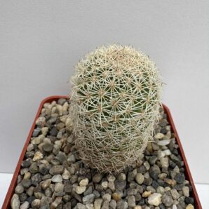 Coryphantha werdermannii, El Hundido, Coah