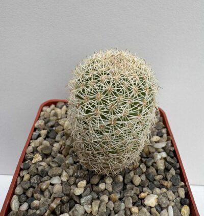 Coryphantha werdermannii, El Hundido, Coah
