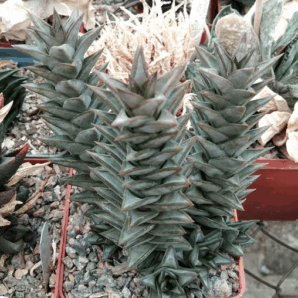 Astroloba deltoidea -Mesa Garden-super clone!-прод. пагони-