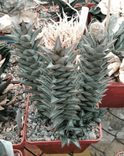 Astroloba deltoidea -Mesa Garden-super clone!-прод. пагони-