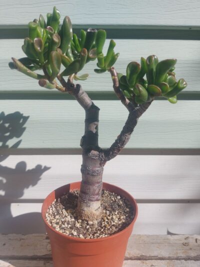 Crassula Gollum №2 - Зображення 2