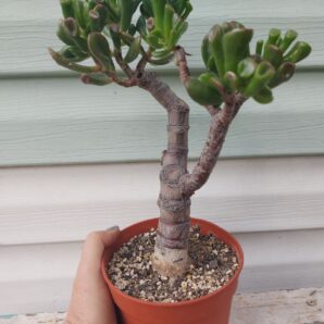 Crassula Gollum №2
