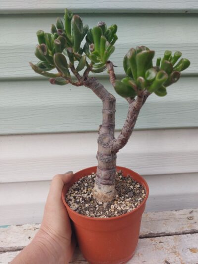 Crassula Gollum №2