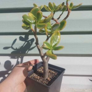 Crassula Sunset Magic