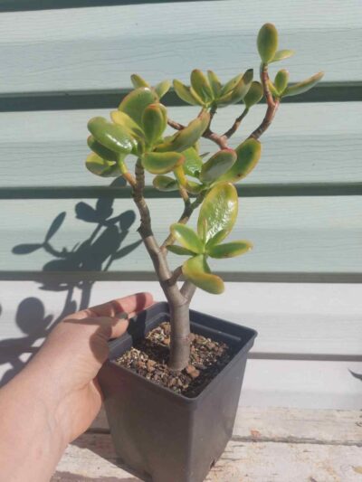 Crassula Sunset Magic