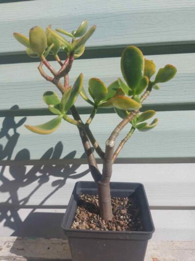 Crassula Sunset Magic - Зображення 2