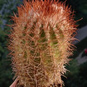 Parodia muhrii (MG) | 82