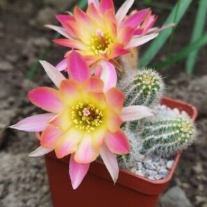 Chamaecereus hybrid Pan19.321.30 Palau