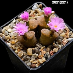 Conophytum dinteri (Opthalmophyllum) -SH 359, MG 1791.3 (4h)(5x5)-2821(221)