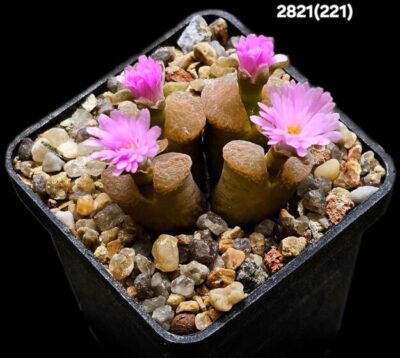 Conophytum dinteri (Opthalmophyllum) -SH 359, MG 1791.3 (4h)(5x5)-2821(221)