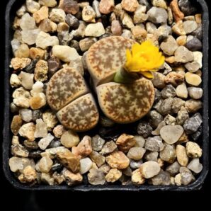 Lithops coleorum- C396 (2h)(5x5)-2823(396)