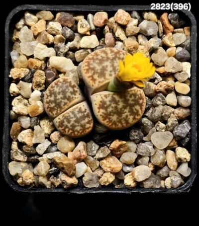 Lithops coleorum- C396 (2h)(5x5)-2823(396)