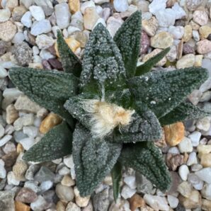 Ariocarpus fissuratus v. hintonii, El Herrero, SLP