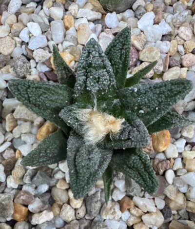 Ariocarpus fissuratus v. hintonii, El Herrero, SLP