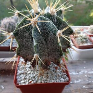 ASTROPHYTUM ornatum v. mirbellii